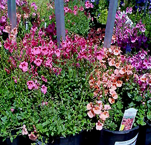 Diascia – Diascia spp. or D. barberae