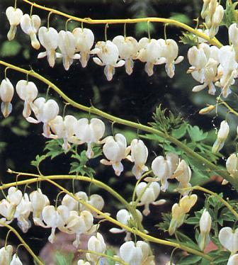 Bleeding Heart – Dicentra spectabilis