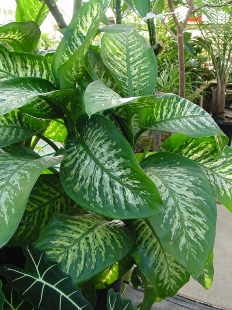 Dumb Cane – Dieffenbachia spp. (mostly D. amoena and D. maculata)