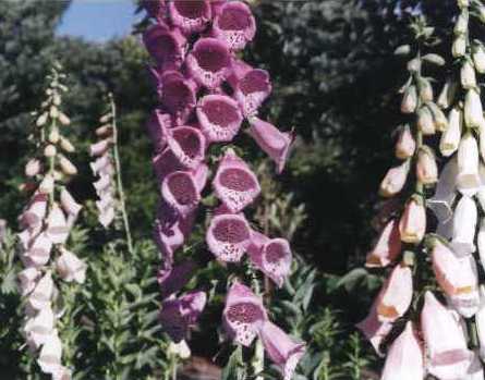 Foxglove – Digitalis purpurea