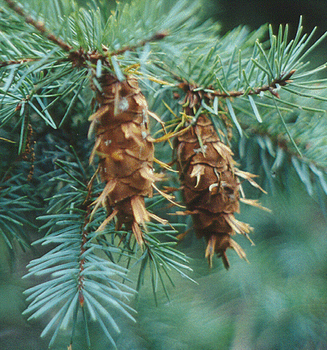 Douglas Fir – Pseudotsuga menziesii (formally P. douglasii)