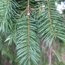 Balsam or Douglas Fir Pines
