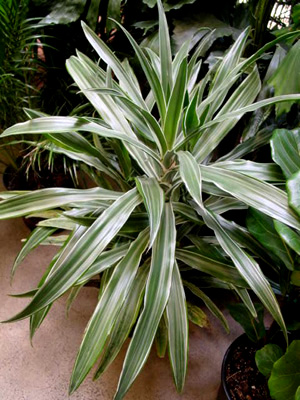 Janet Craig Dracaena – Dracaena deremensis