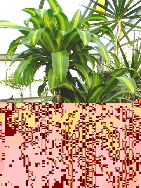 Corn Plant – Dracaena fragrans ‘Massangeana’