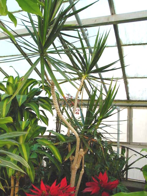 Dragon Tree Dracaena – Dracaena marginata