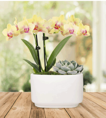 Yellow Orchid & Succulent