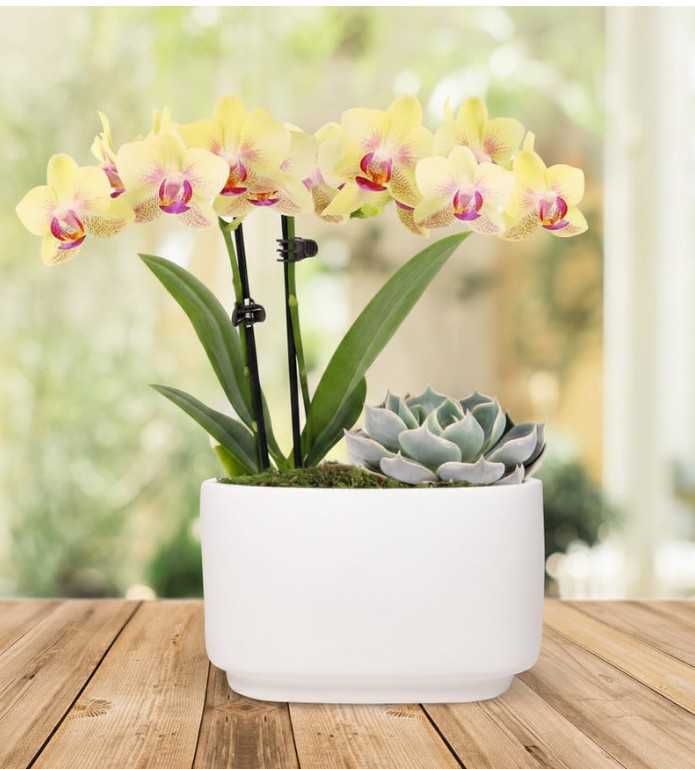 Yellow Orchid & Succulent