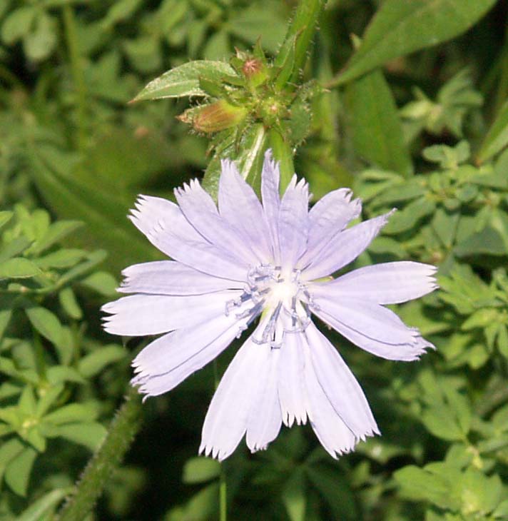 Chicory