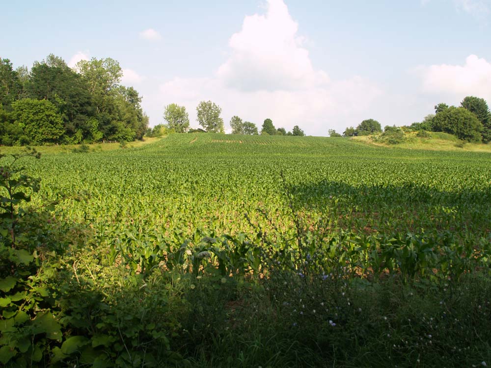 East Woods - Cornfield