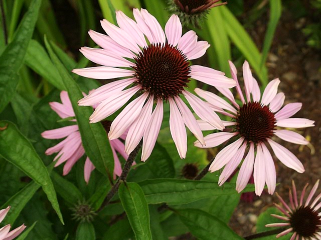 Purple Coneflower – Echinacea purpurea