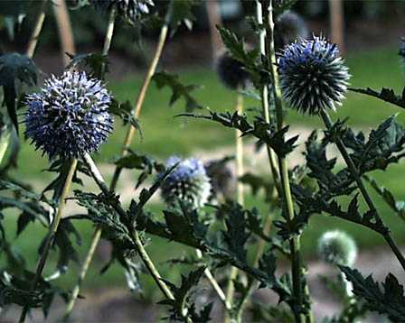 Globe Thistle – Echinops bannaticus (E. ritro), E. spp.