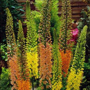 Desert-Candle – Eremurus X isabellinus (E. X shelfordi)