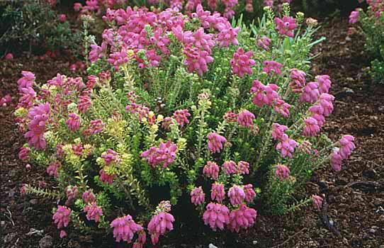 Heath – Erica spp. and Calluna spp.