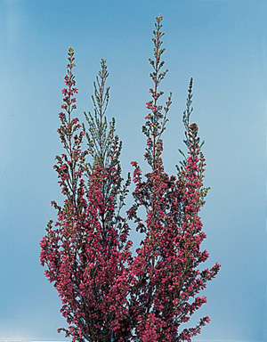 Sunset Heather – Erica quadrangularis (E. persoluta)