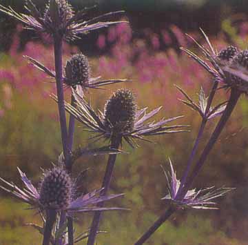 Sea Holly – Eryngium planum