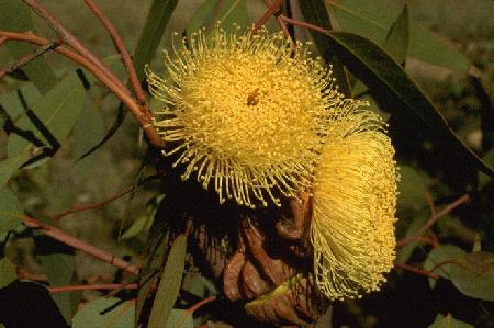 Flowering Eucalyptus – Eucalyptus spp. (E. tetragona and E. youngiana – in picture)