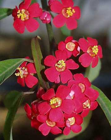 Scarlet Plume – Euphorbia fulgens