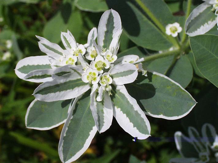 Snow on the Mountain – Euphorbia marginata