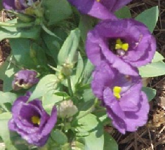 Lisianthus – Eustoma grandiflorum