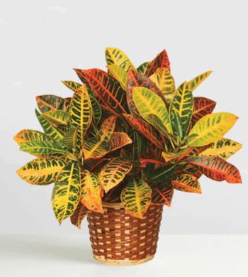 Farmer’s Choice Plant