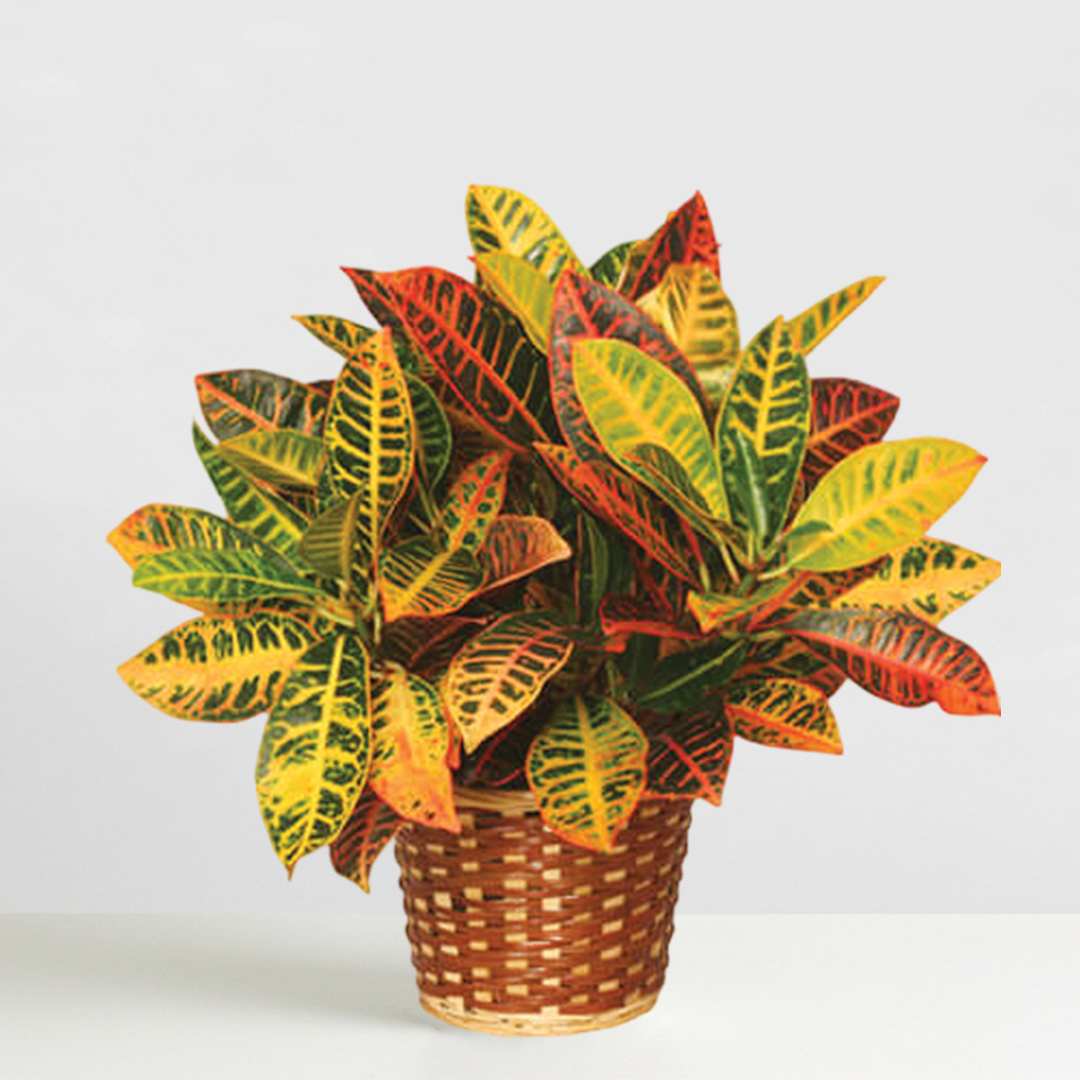 Farmer’s Choice Plant