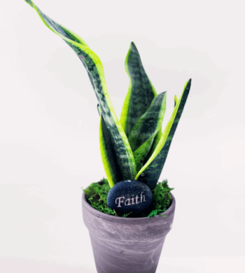 Inspiration In Stone Plants