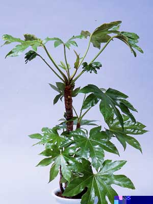 Japanese Fatsia – Fatsia japonica