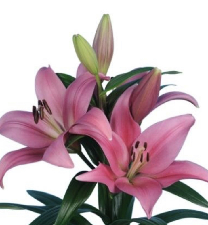 LILY PINK LA (Asiatic) Lilies