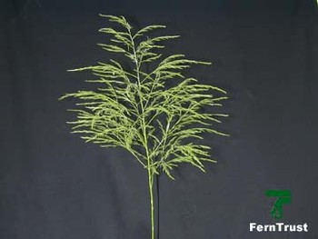 Tree Fern – Asparagus virgatus