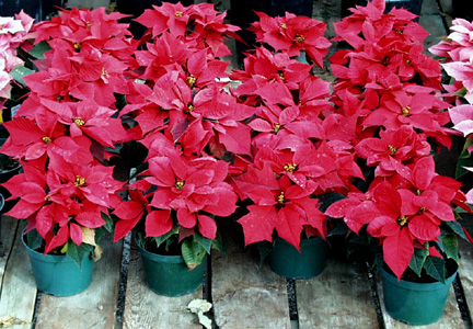 Poinsettia – Euphorbia pulcherrima