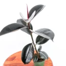 Ficus Burgundy "Rubber" Plant