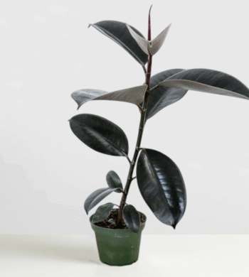 Ficus Burgundy Rubber Plant