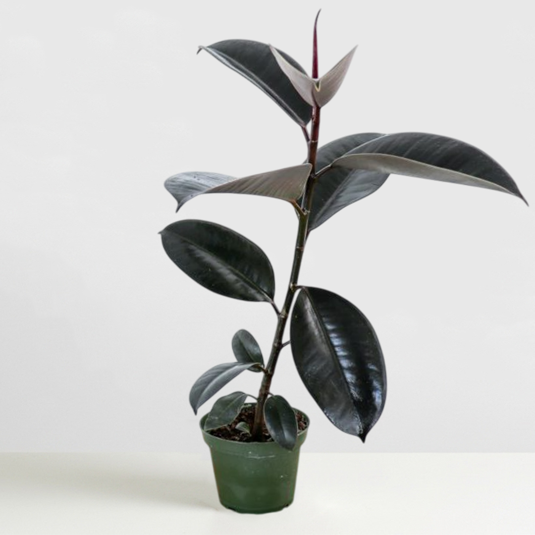 Ficus Burgundy Rubber Plant