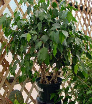 Weeping Fig – Ficus benjamina