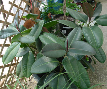 Rubber Plant – Ficus elastica