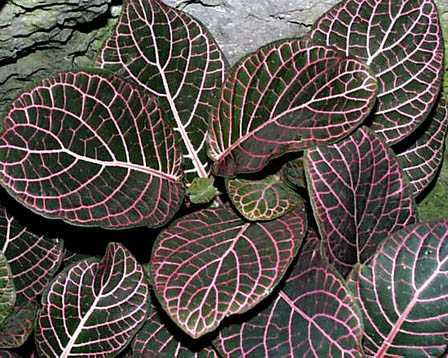 Nerve Plant – Fittonia verschaffeltii