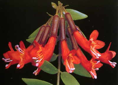 Lipstick Plant – Aeschynanthus pulcher