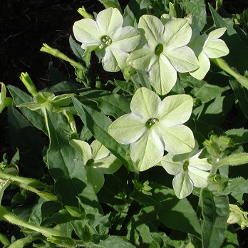 Flowering Tobacco – Nicotiana alata