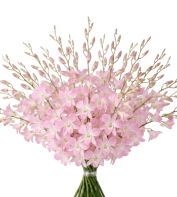 30 stems of Mistine Dendrobiums
