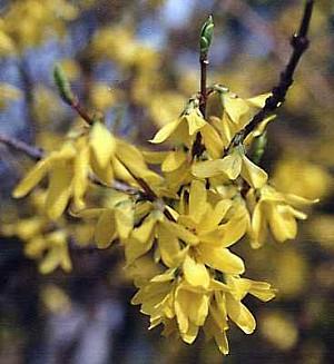 Forsythia – Forsythia X intermedia