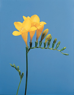 Freesia - Freesia (Leichtlinii, Refracta or spp.)