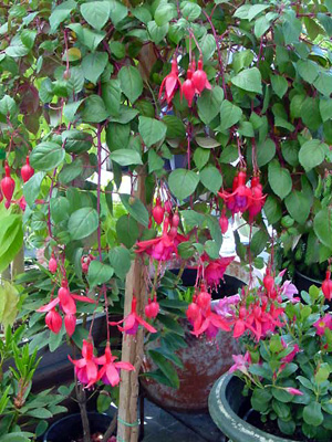 Fuchsia – Fuchsia spp.