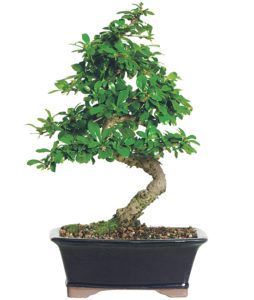 Fukien Teas Bonsai