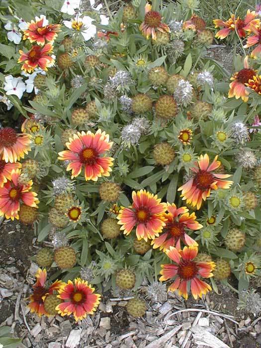 Indian Blanket – Gaillardia pulchella