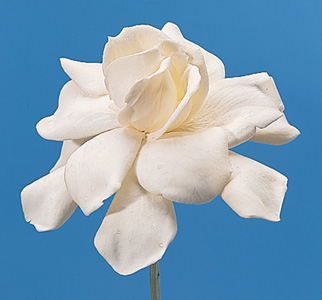 Cape-Jasmine – Gardenia augusta (G. jasminoides)