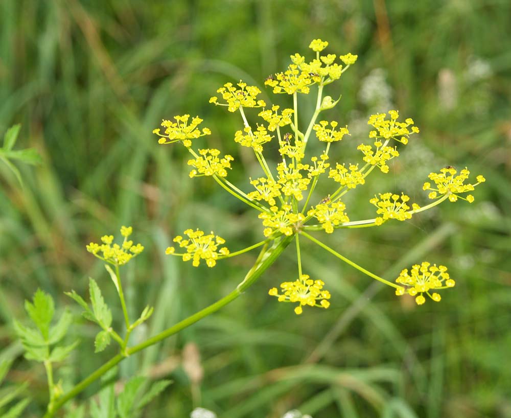 Wild Parsnips