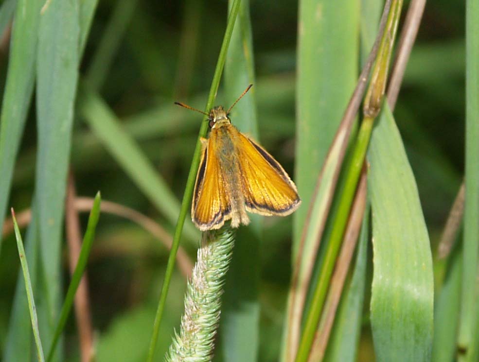 Moth with iridescent orange wings