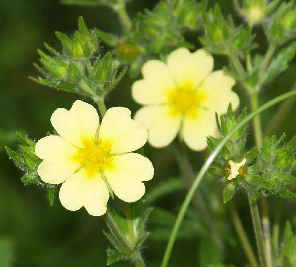 Rough Fruited Cinquefoil