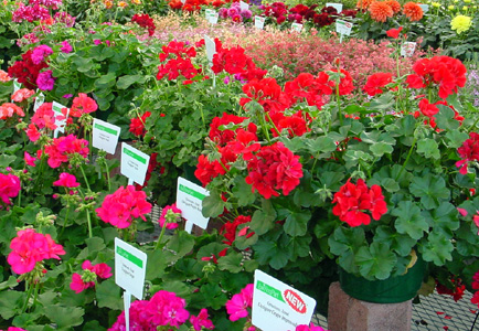 Geranium – Pelargonium X hortorum.