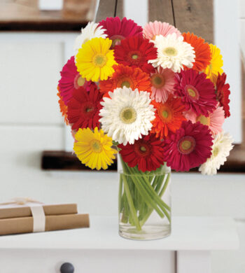 Gerbera Daisy